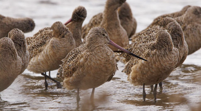 Marbled Godwits in eastern NC